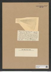 Actinocyclus clevei Castr. (de-Toni-Nr.: Genus 195, Species 4800/69) Zeichnungen Sammlung Grunow Nr. 8449 (NHMW-BOT-W0377902)